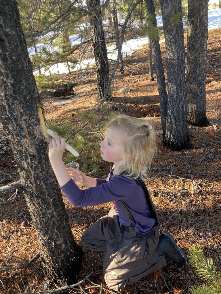 Harvesting pitch kimberley ikebuchi